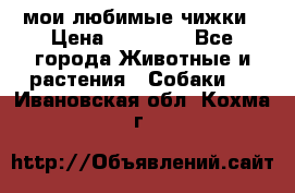 мои любимые чижки › Цена ­ 15 000 - Все города Животные и растения » Собаки   . Ивановская обл.,Кохма г.